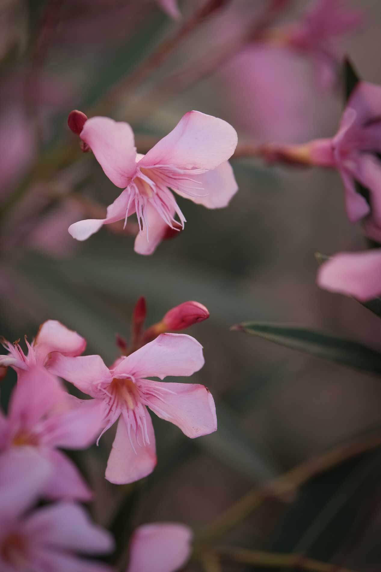 Photo d'ambiance de fleurs roses pour illustrer les soins holi'spa chez Tulsy.
