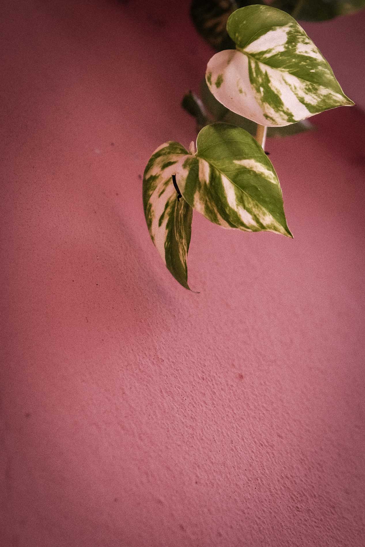 Photo d'ambiance d'une feuille sur fond rose pour illustrer le femme leader.