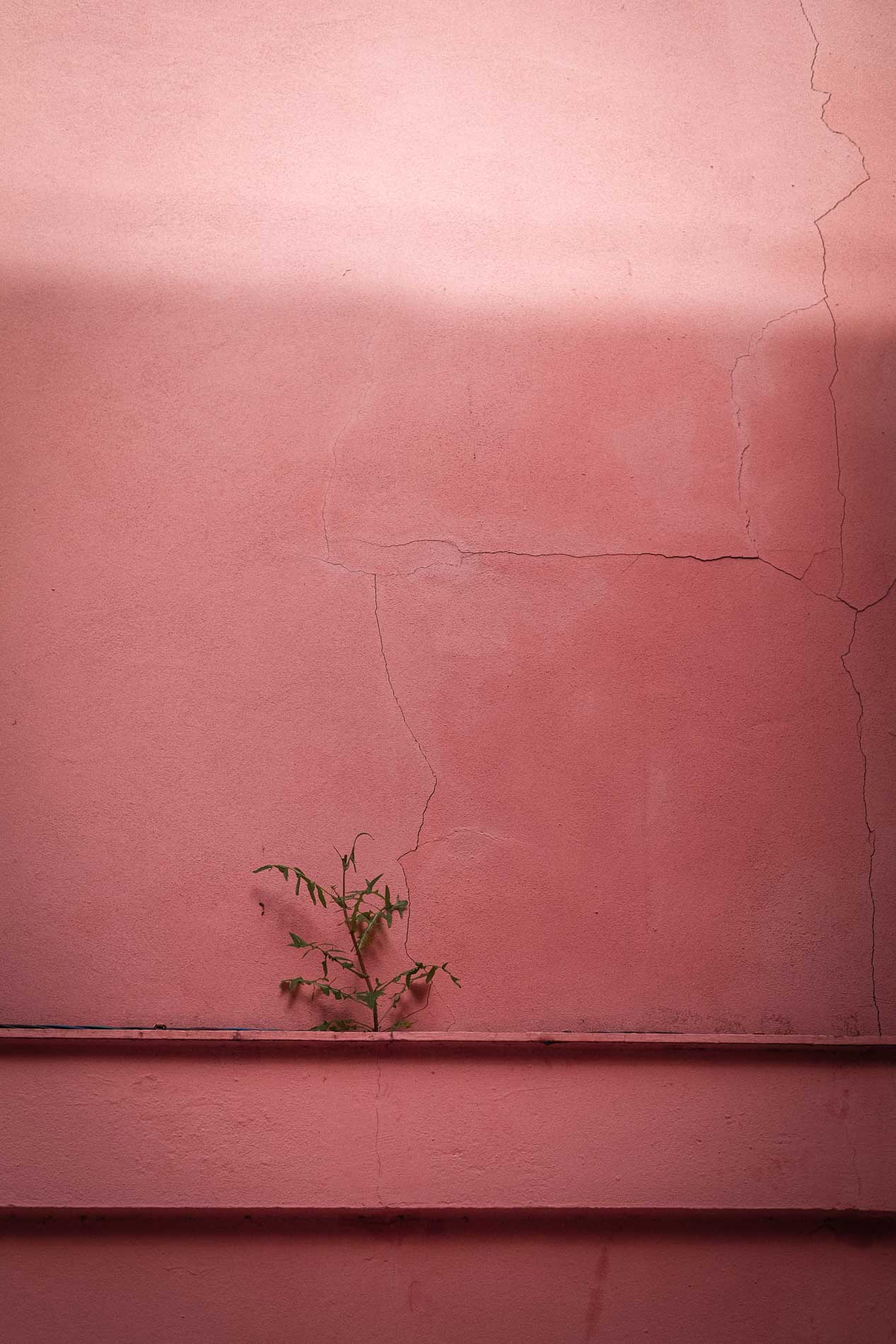 Photo d'ambiance d'un mur rose pour illustrer la mission de vie de Vanessa coach de vie : révéler ton leadership.
